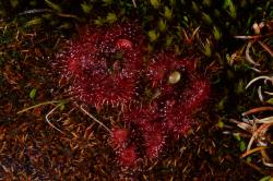 Image: P.B. Heenan © Landcare Research 